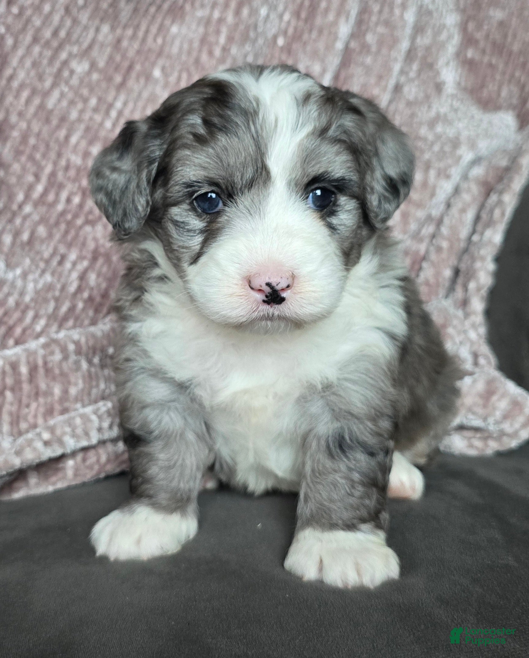 Mini Bernedoodle dogs Mini Raine  - Ad 22