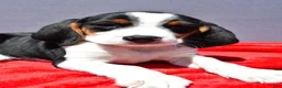 Beagle dogs for sale: Rudy - Ad 8