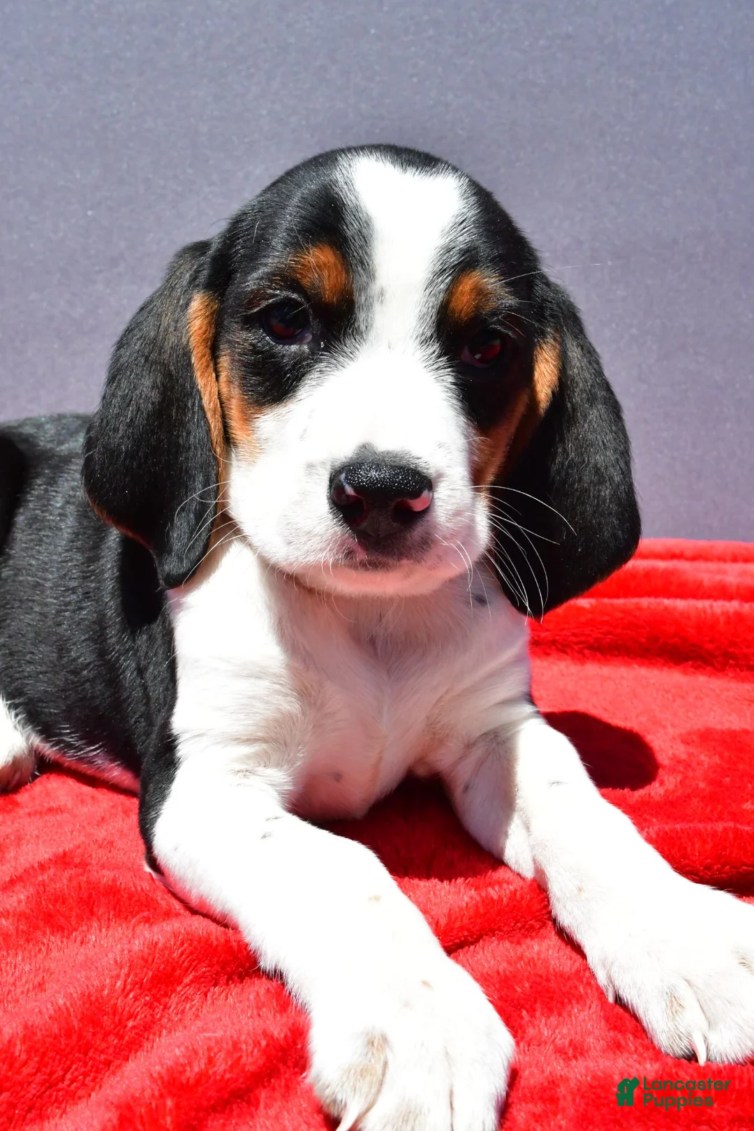 Beagle dogs for sale: Rudy - Ad 8