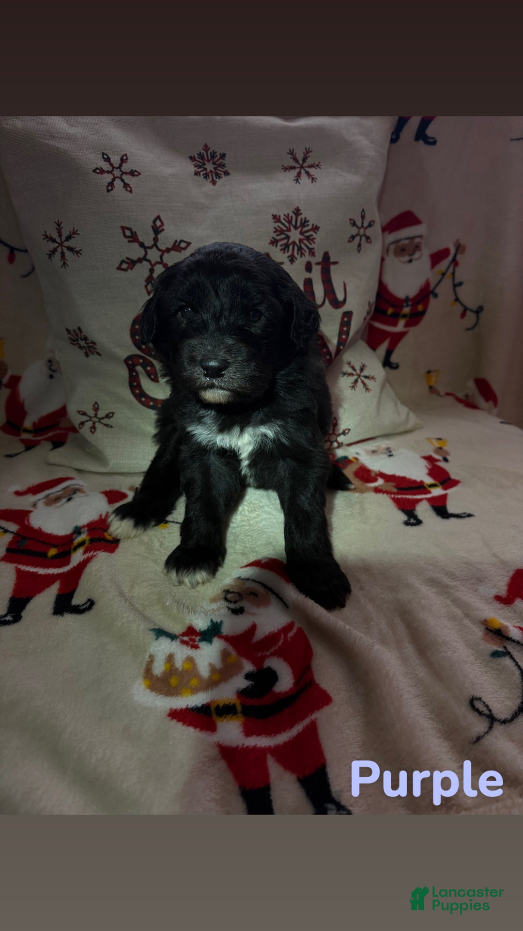 Sheepadoodle dogs for sale: Dory - Ad 1