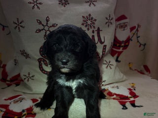 Sheepadoodle dogs Dory - Ad 35
