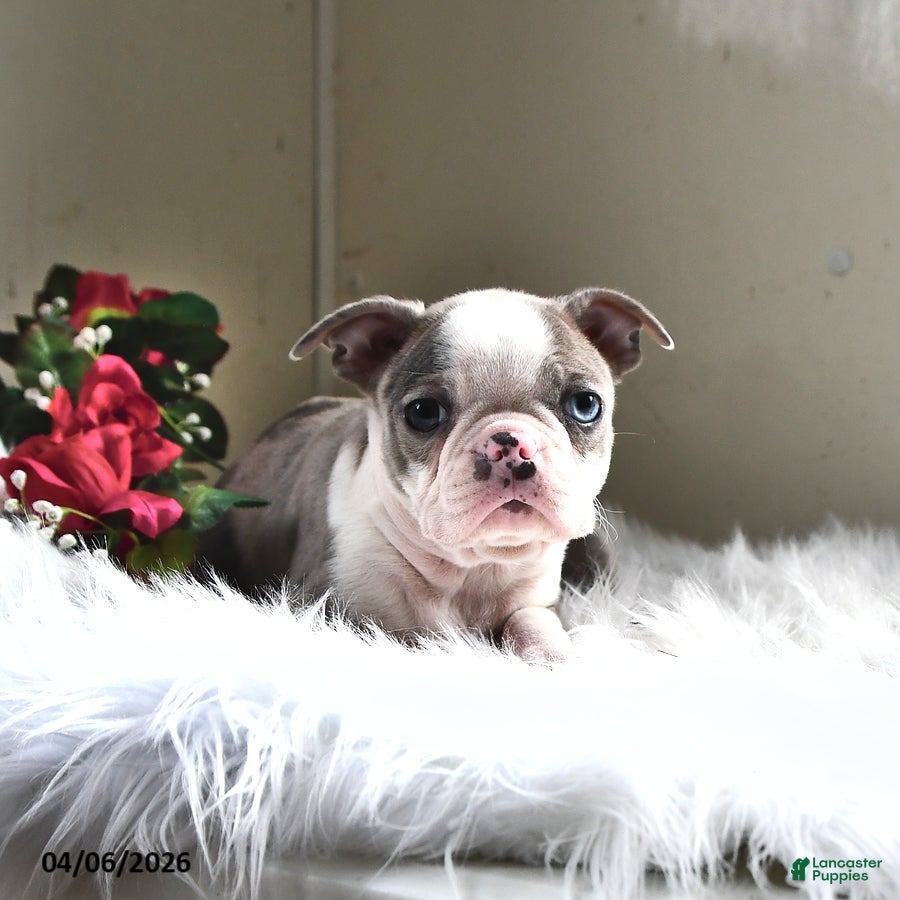 Boston Terrier dogs Paris - Ad 1