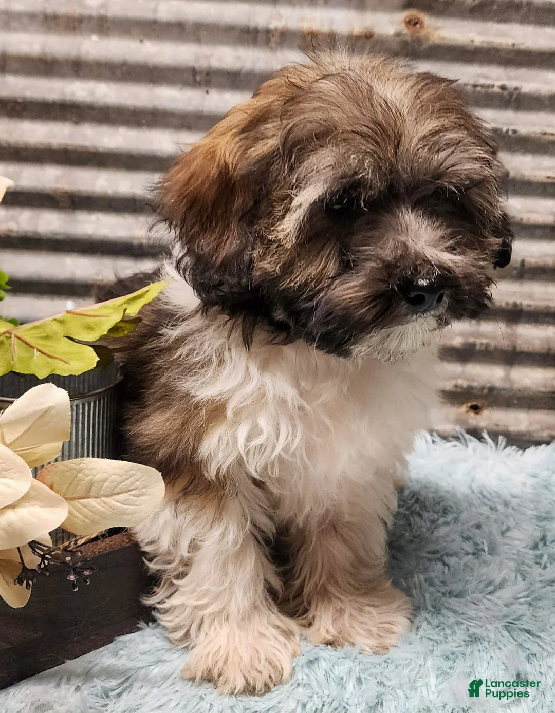 Havapoo dogs for sale: Mercer - Ad 1