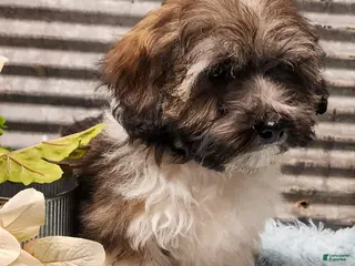 Havapoo dogs Mercer - Ad 30