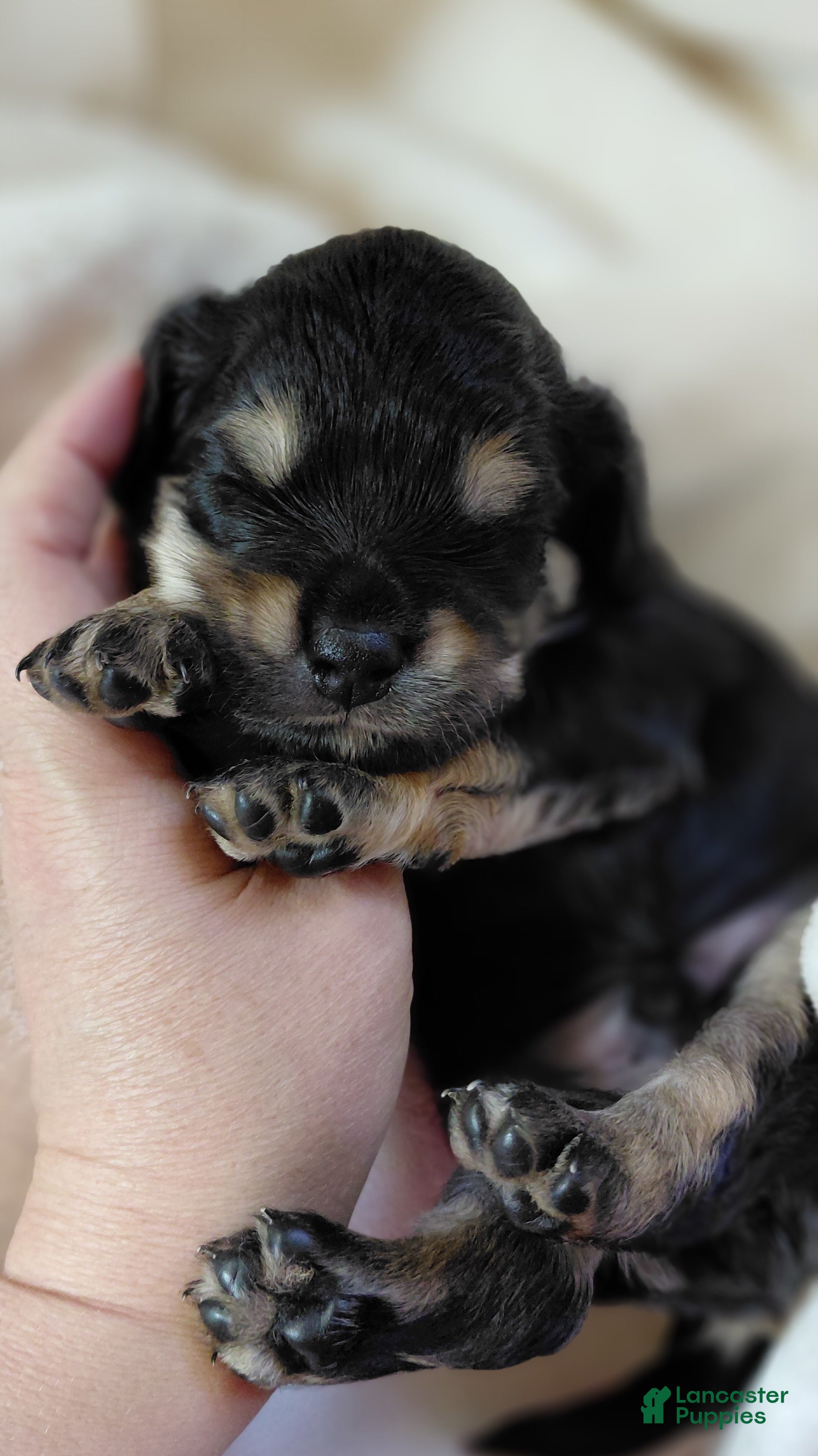 Mixed Breed dogs Mixed Breed 1 - Ad 2