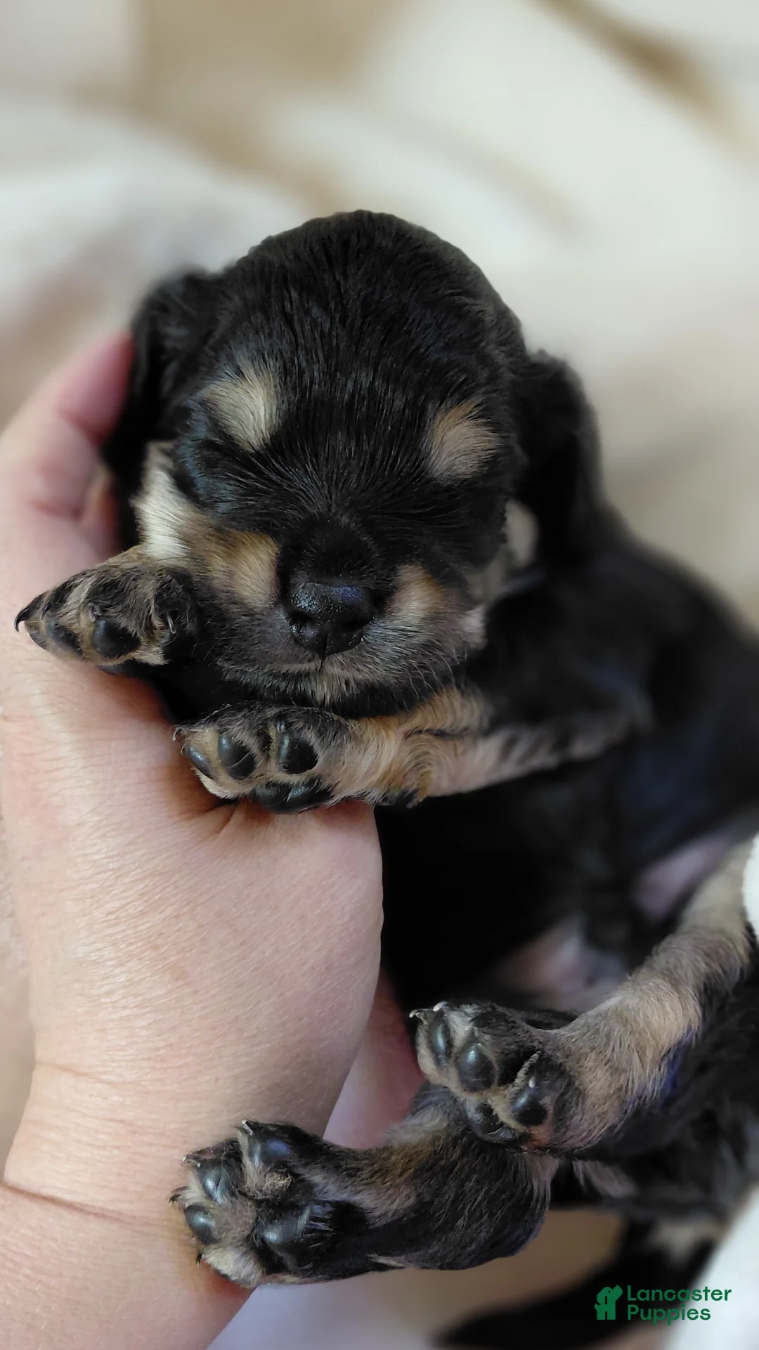 Mixed Breed dogs for sale: Mixed Breed 1 - Ad 2