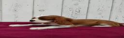 Cavalier King Charles Spaniel dogs for sale: Duke - Ad 3