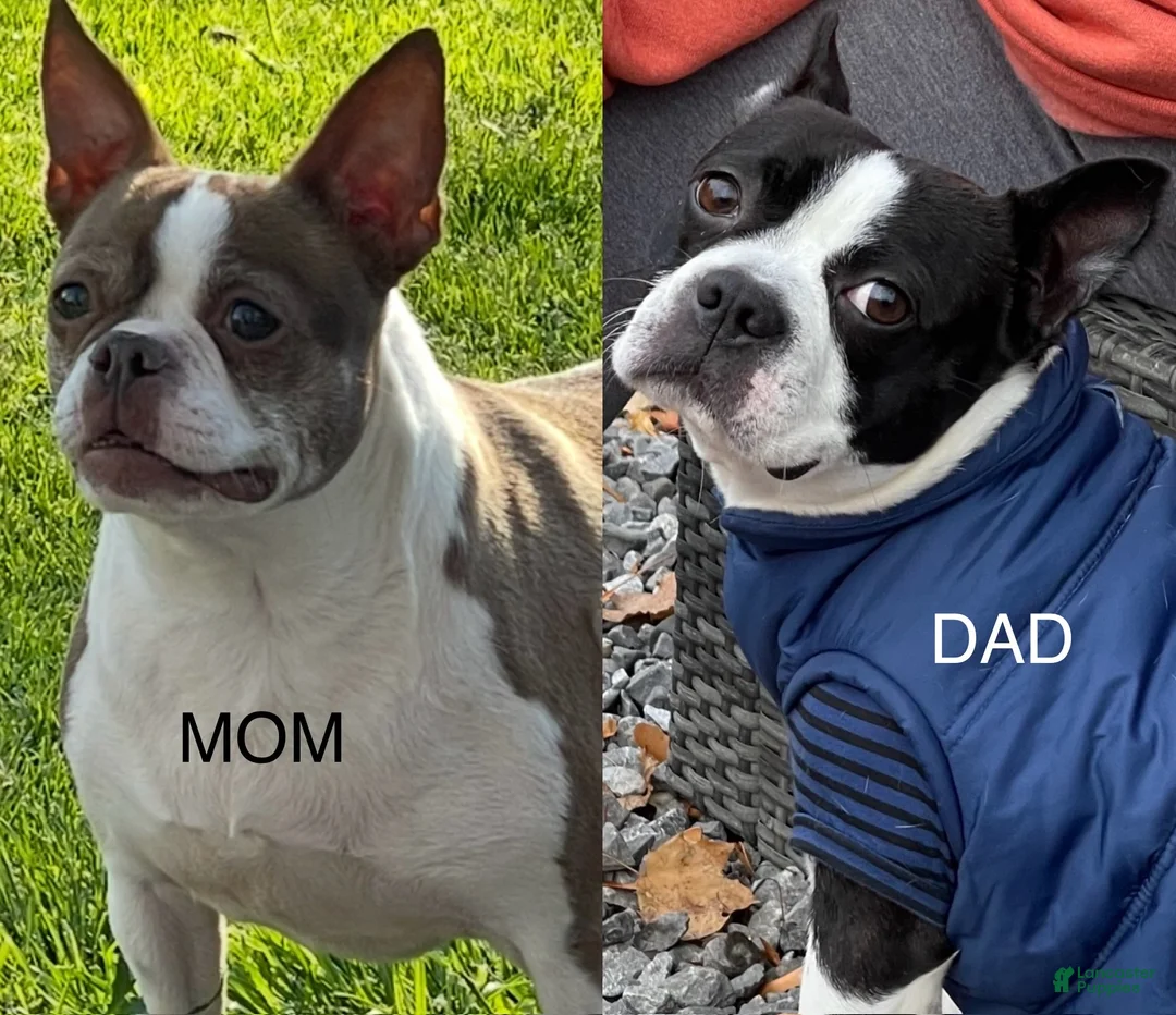 Boston Terrier dogs for sale: Sniper - Ad 4