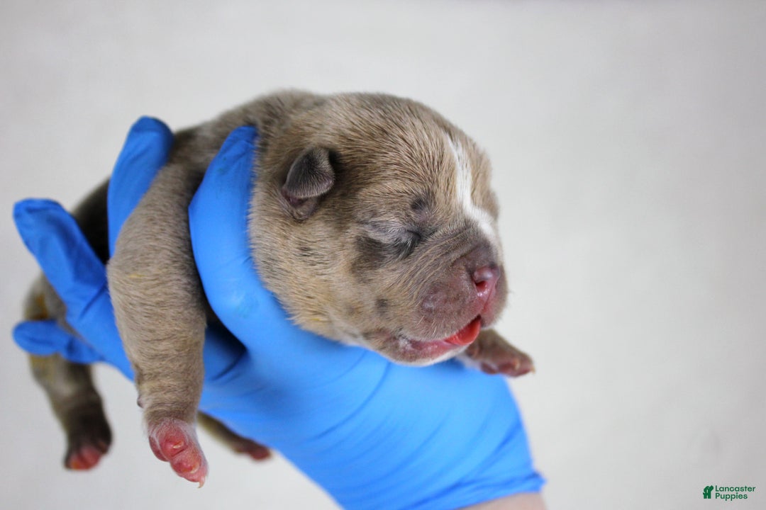 American Bully dogs for sale: Blue Fawn Merle Female - Ad 4