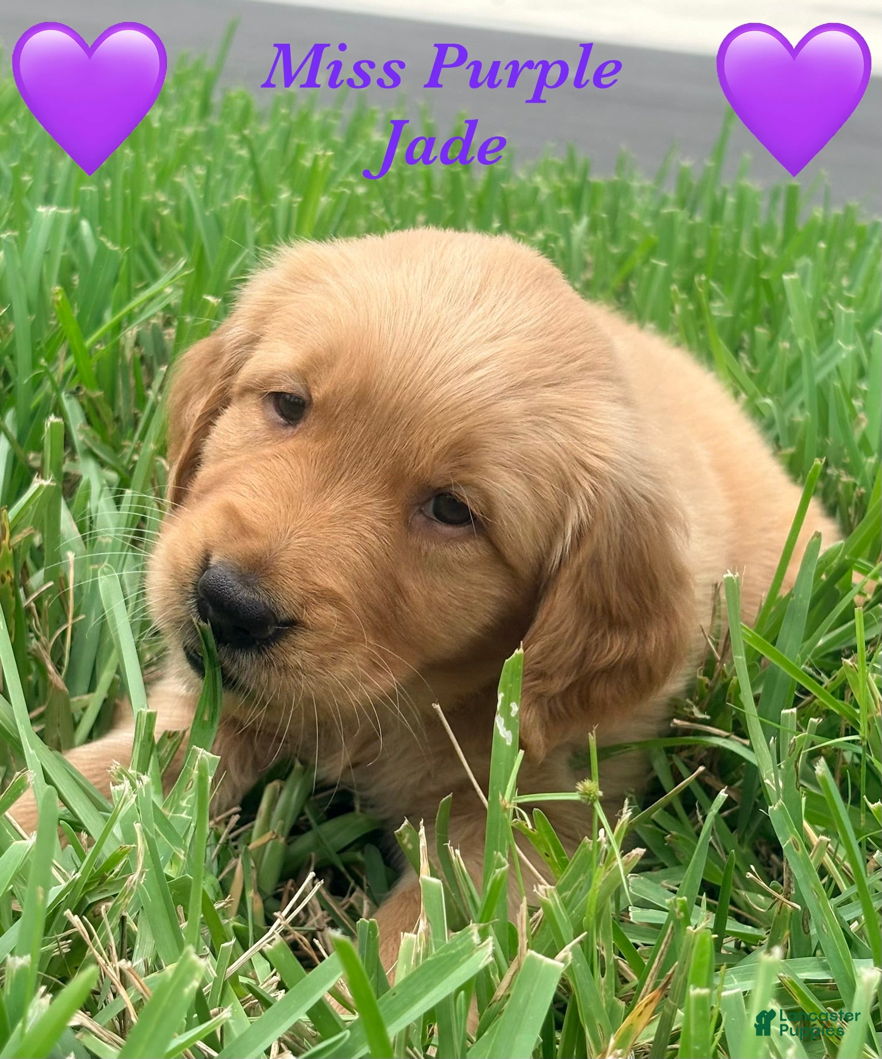 Golden Retriever dogs Miss purple  - Ad 8