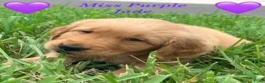 Miss purple 
