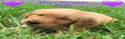 Golden Retriever dogs for sale: Miss purple  - Ad 1