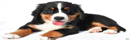 Bernese Mountain Dog dogs for sale: Phoebe - Ad 4