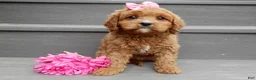 Cavapoo dogs for sale: Buttons - Ad 1