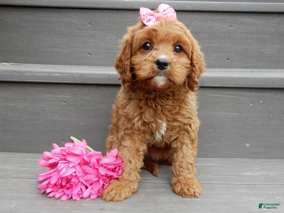 Cavapoo dogs for sale: Buttons - Ad 1