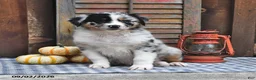 Australian Shepherd dogs for sale: Jewel - Ad 1