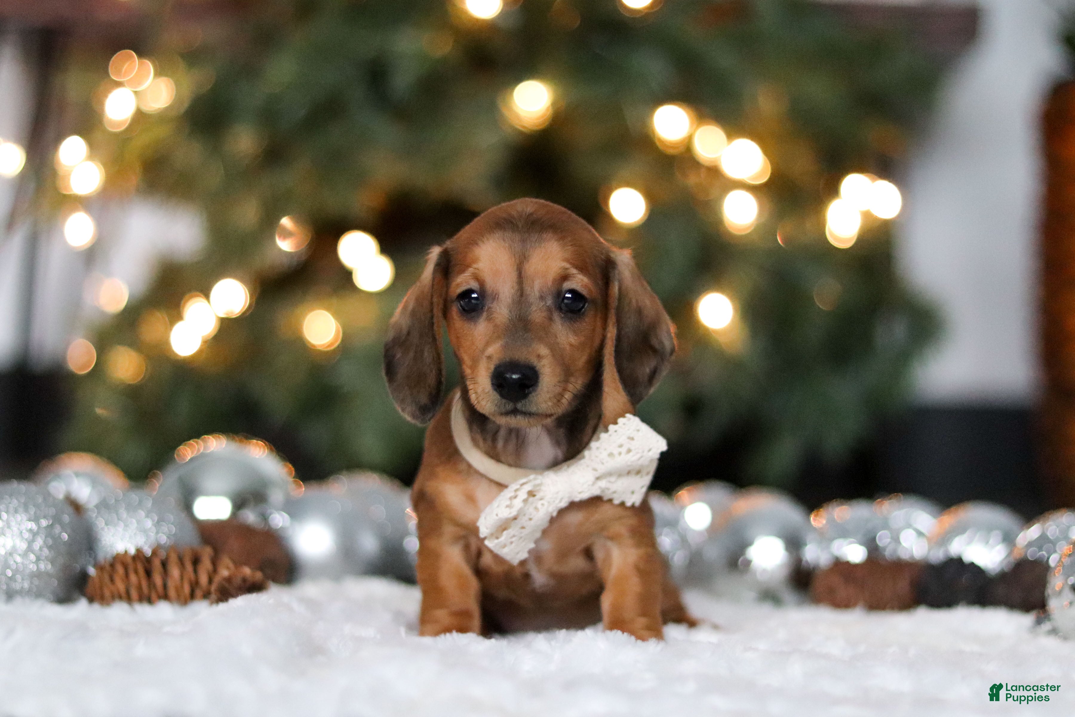 Miniature Dachshund dogs Crystal - Ad 35