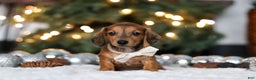 Miniature Dachshund dogs for sale: Crystal - Ad 1