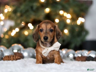 Miniature Dachshund dogs Crystal - Ad 35