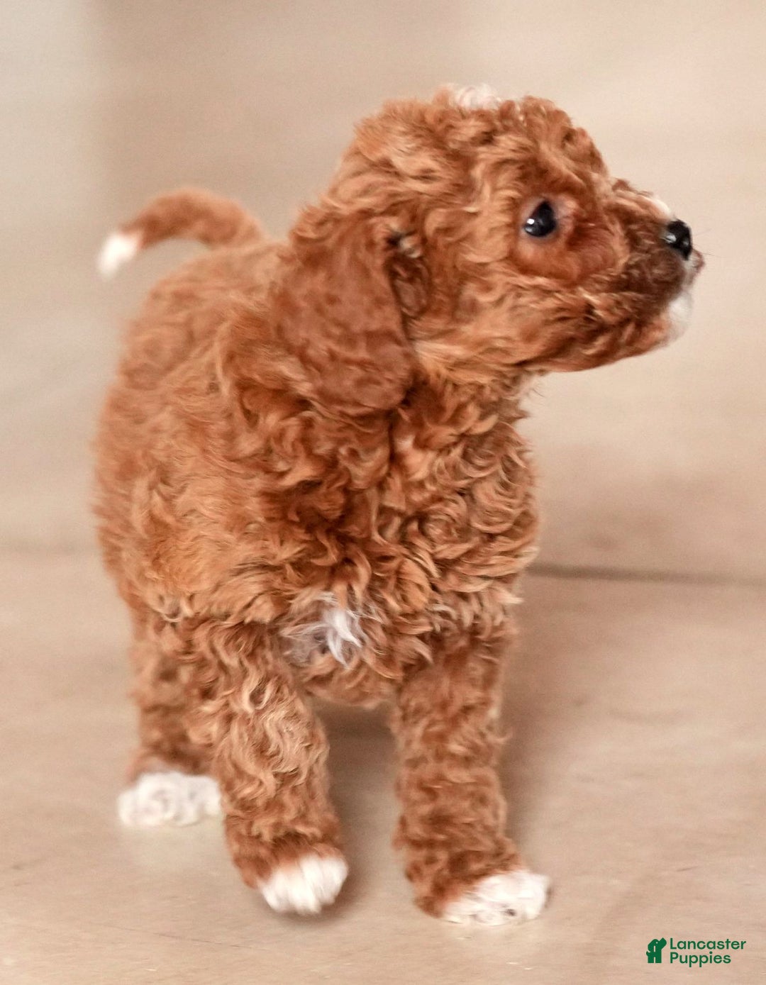 Mini Goldendoodle dogs for sale: Joy - Ad 10
