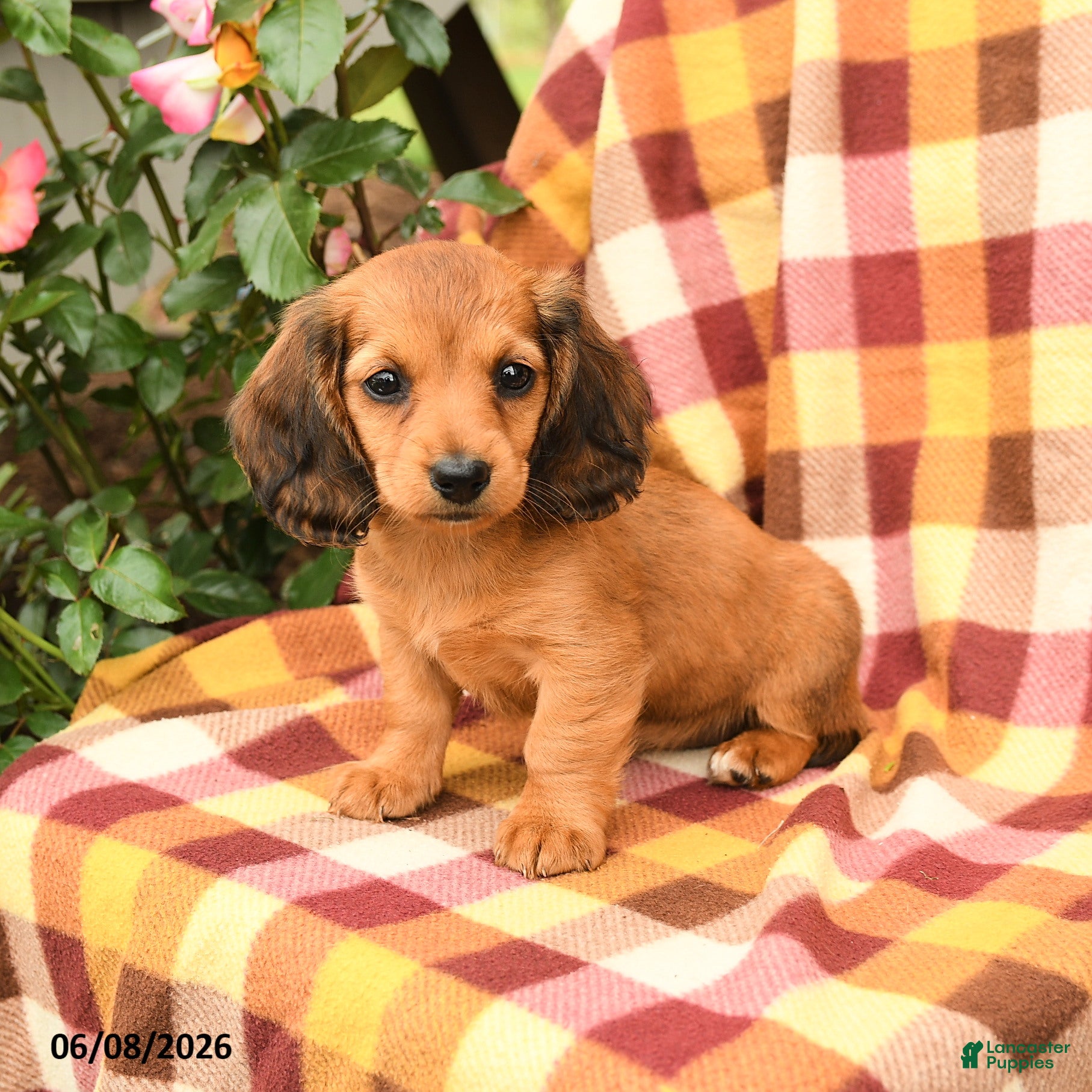 Miniature Dachshund dogs Wrenn - Ad 2