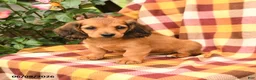 Miniature Dachshund dogs for sale: Wrenn - Ad 2