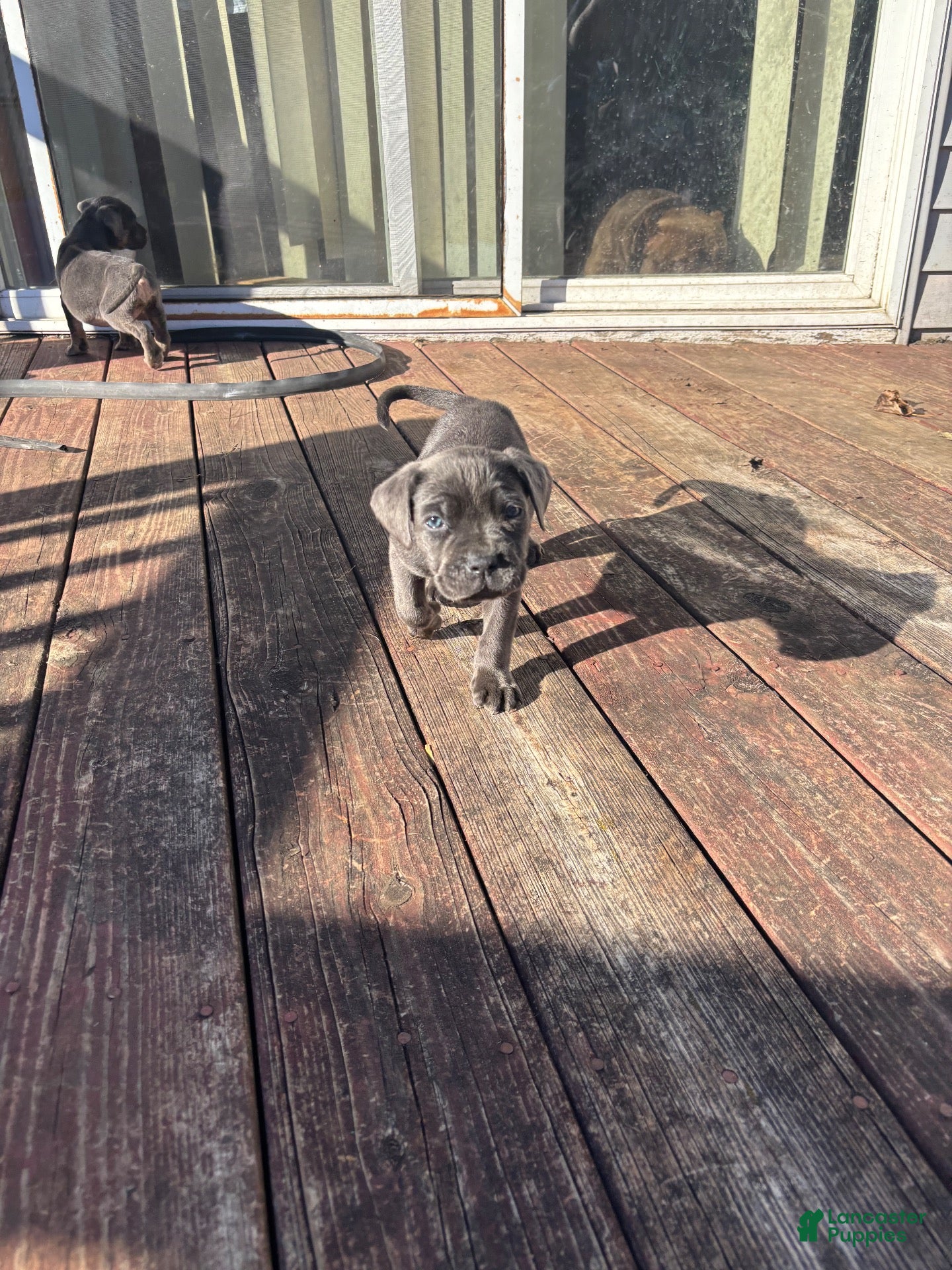 Cane Corso dogs for sale: Cane Corso 2 - Ad 2