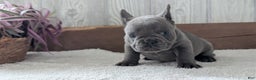 French Bulldog dogs for sale: Nala - Ad 3