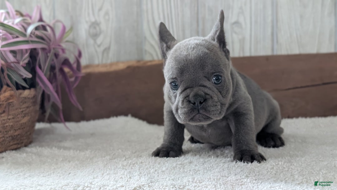 French Bulldog dogs for sale: Nala - Ad 3