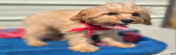 Cavapoo dogs for sale: Miles - Ad 4