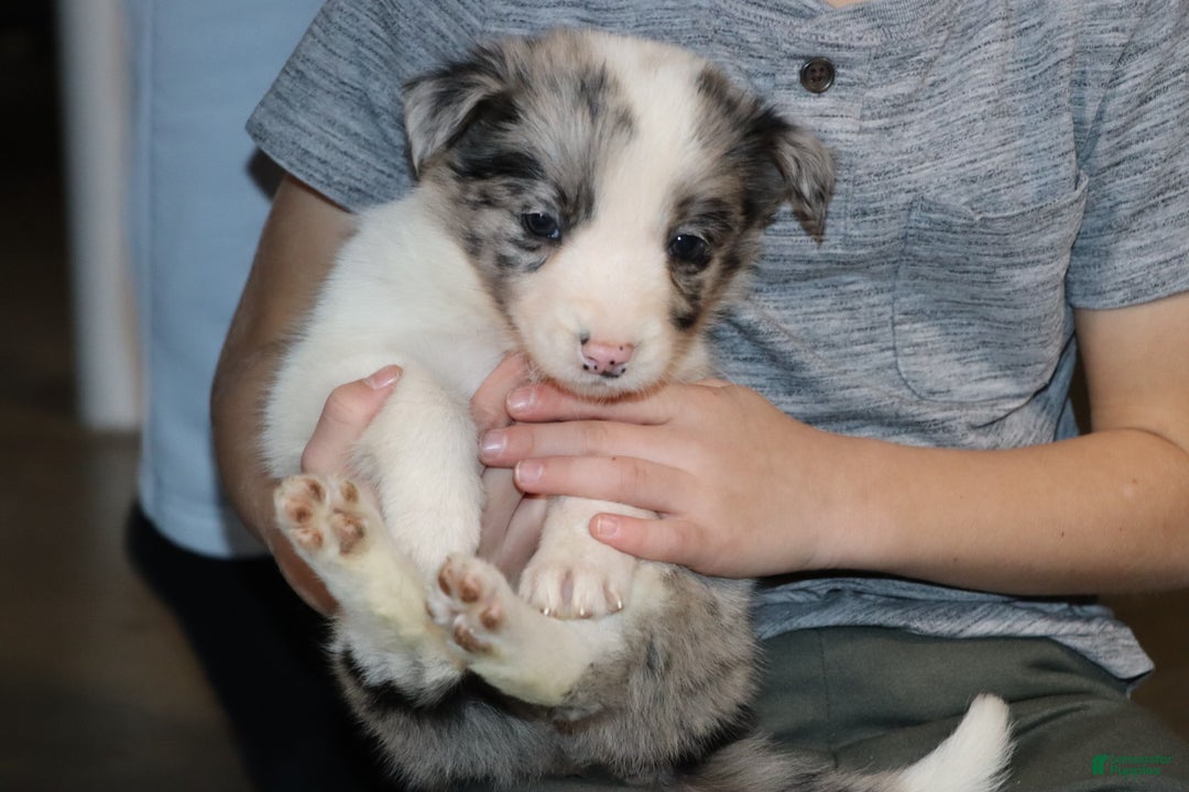 Border Collie dogs for sale:  flurry  - Ad 8