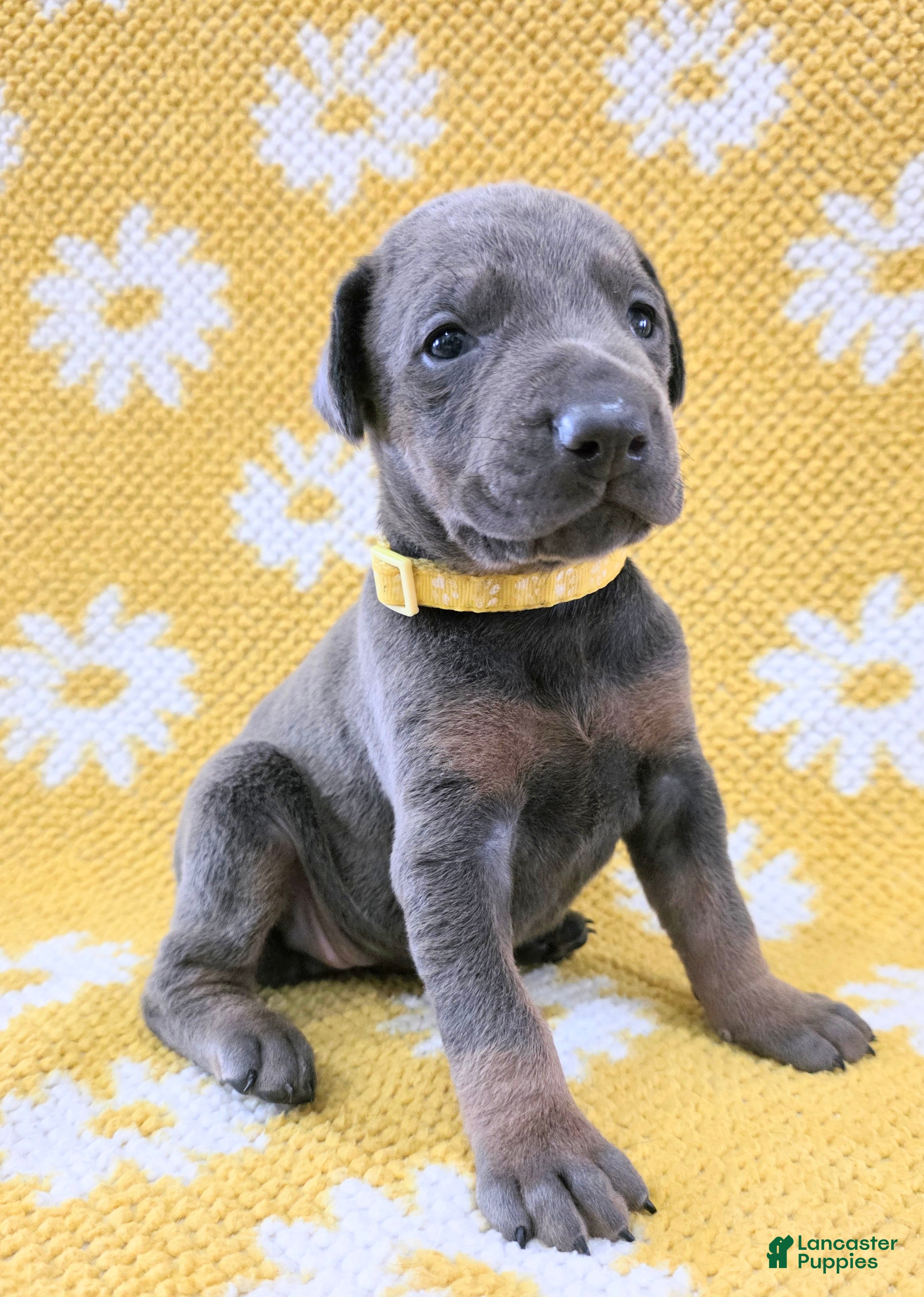 Doberman Pinscher dogs Doberman Pinscher Puppy 6 - Ad 25