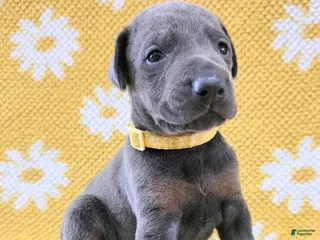 Doberman Pinscher dogs Doberman Pinscher Puppy 6 - Ad 25