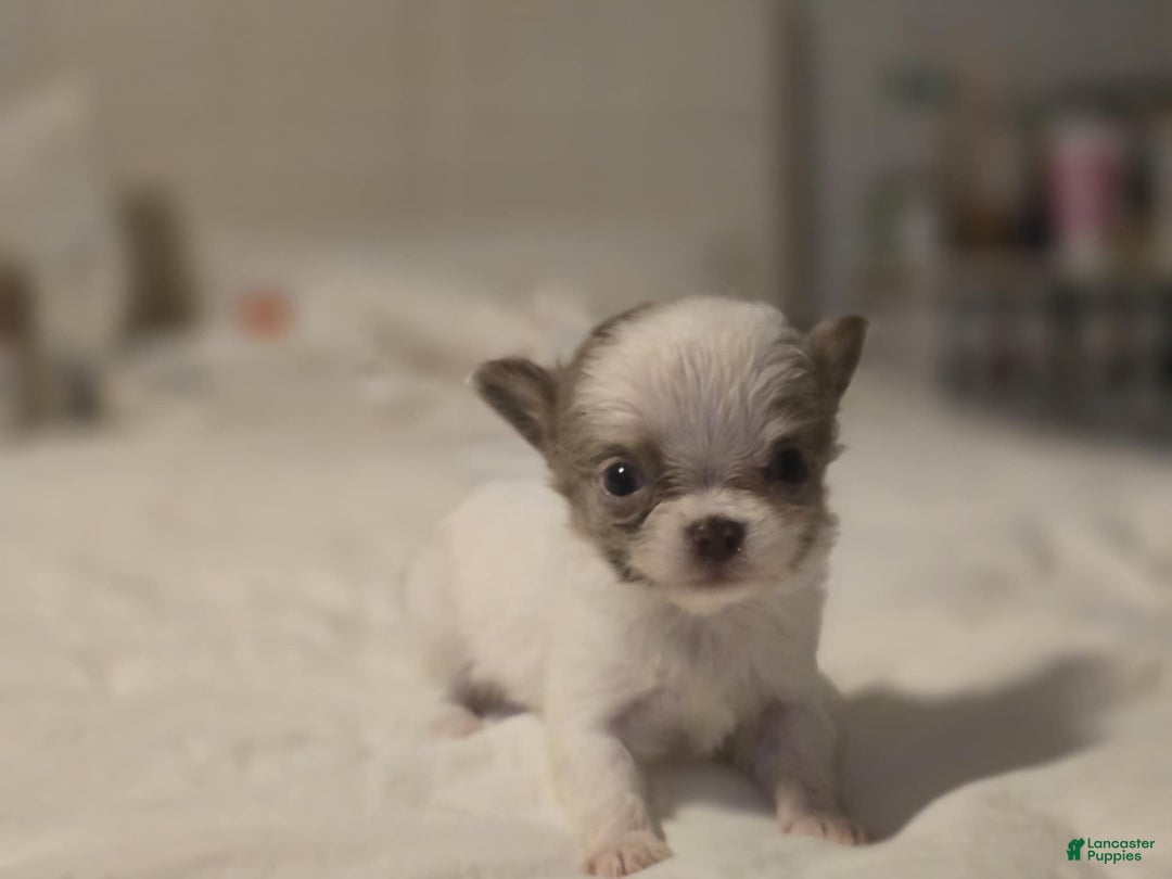 Chihuahua dogs for sale: Johnny  - Ad 5