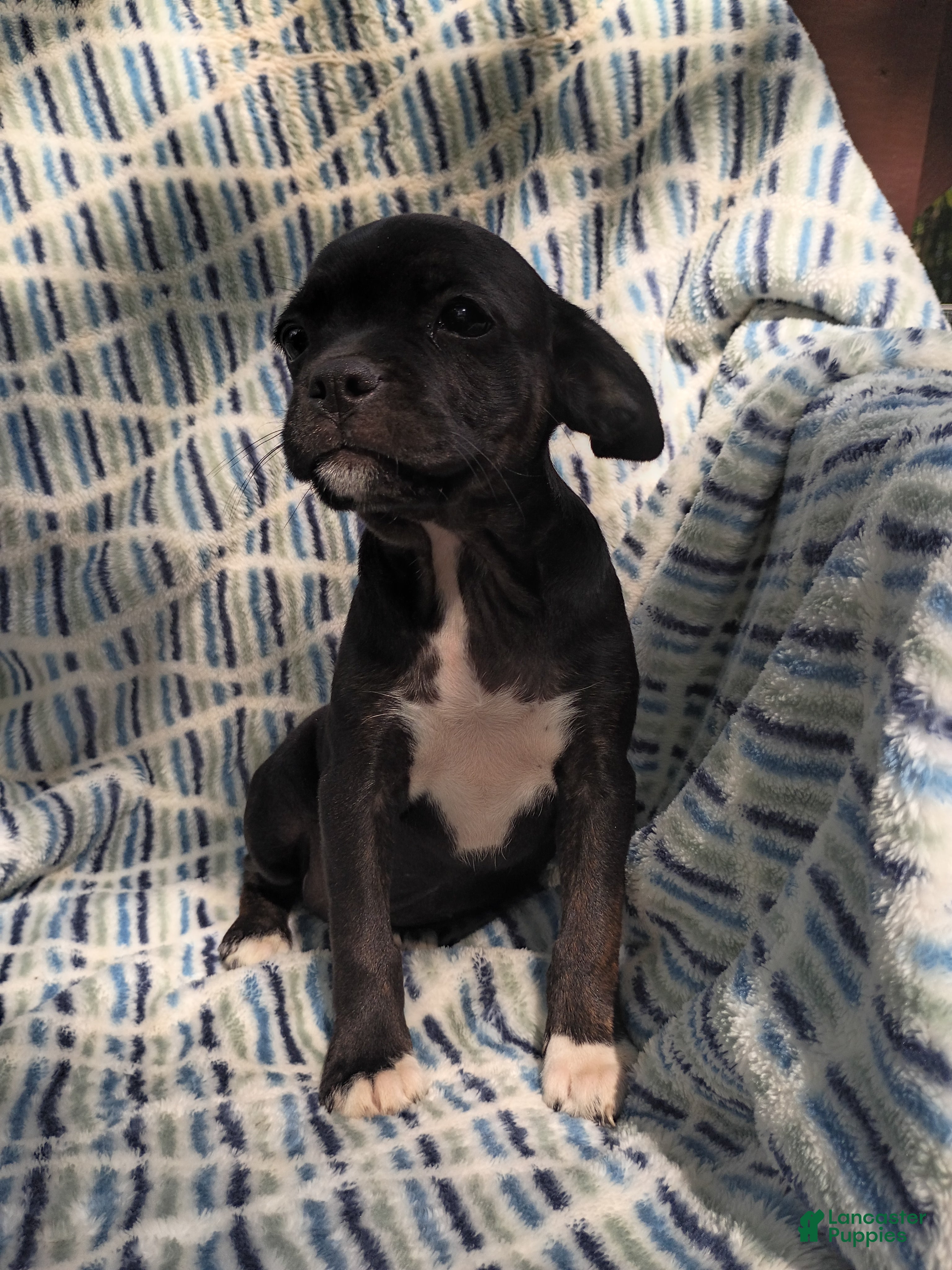 Boston Terrier dogs Boston Terrier 5 - Ad 21