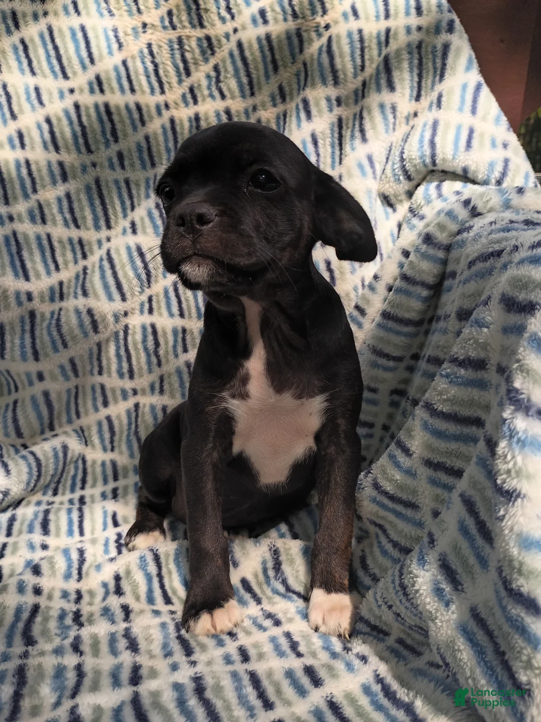 Boston Terrier dogs for sale: Boston Terrier 5 - Ad 1