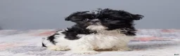 Shih Tzu dogs for sale: River - Ad 3