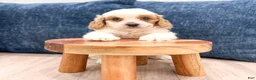 Cavapoo dogs for sale: Buddy - Ad 4