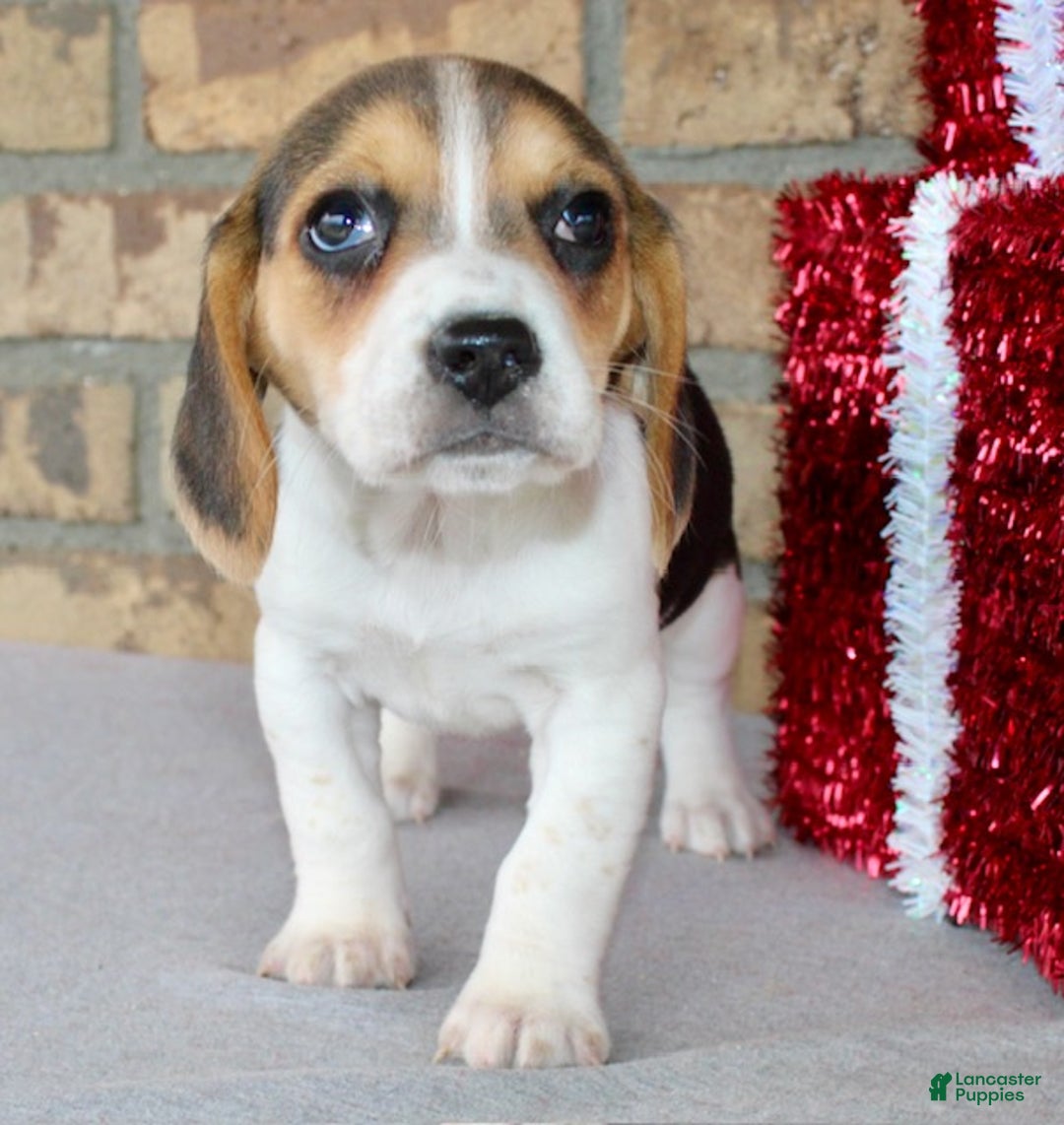 Beagle dogs for sale: Fifi - Ad 3