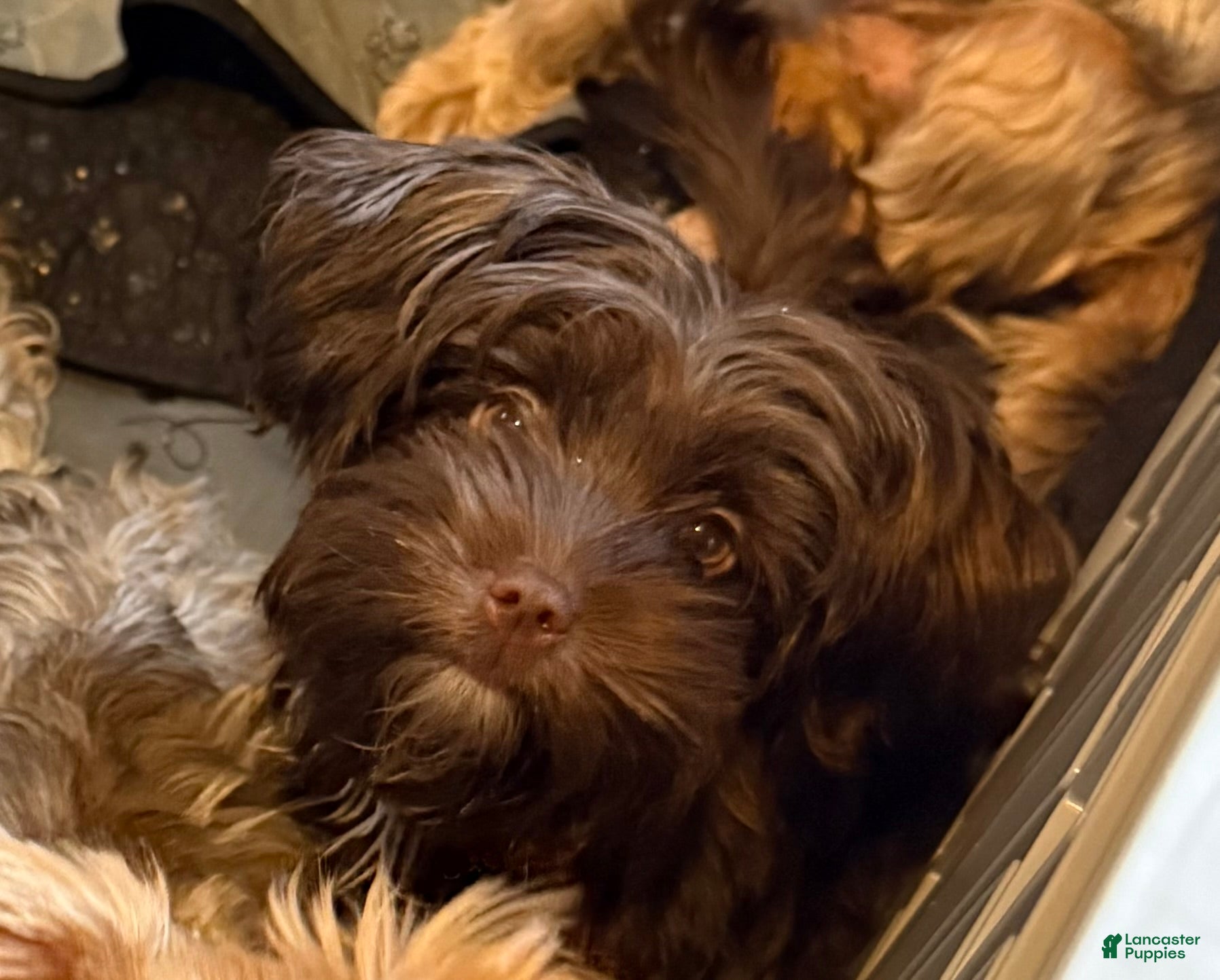 Yorkshire Terrier dogs Mozi - Ad 1