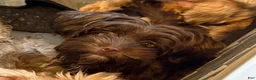 Yorkshire Terrier dogs for sale: Mozi - Ad 1
