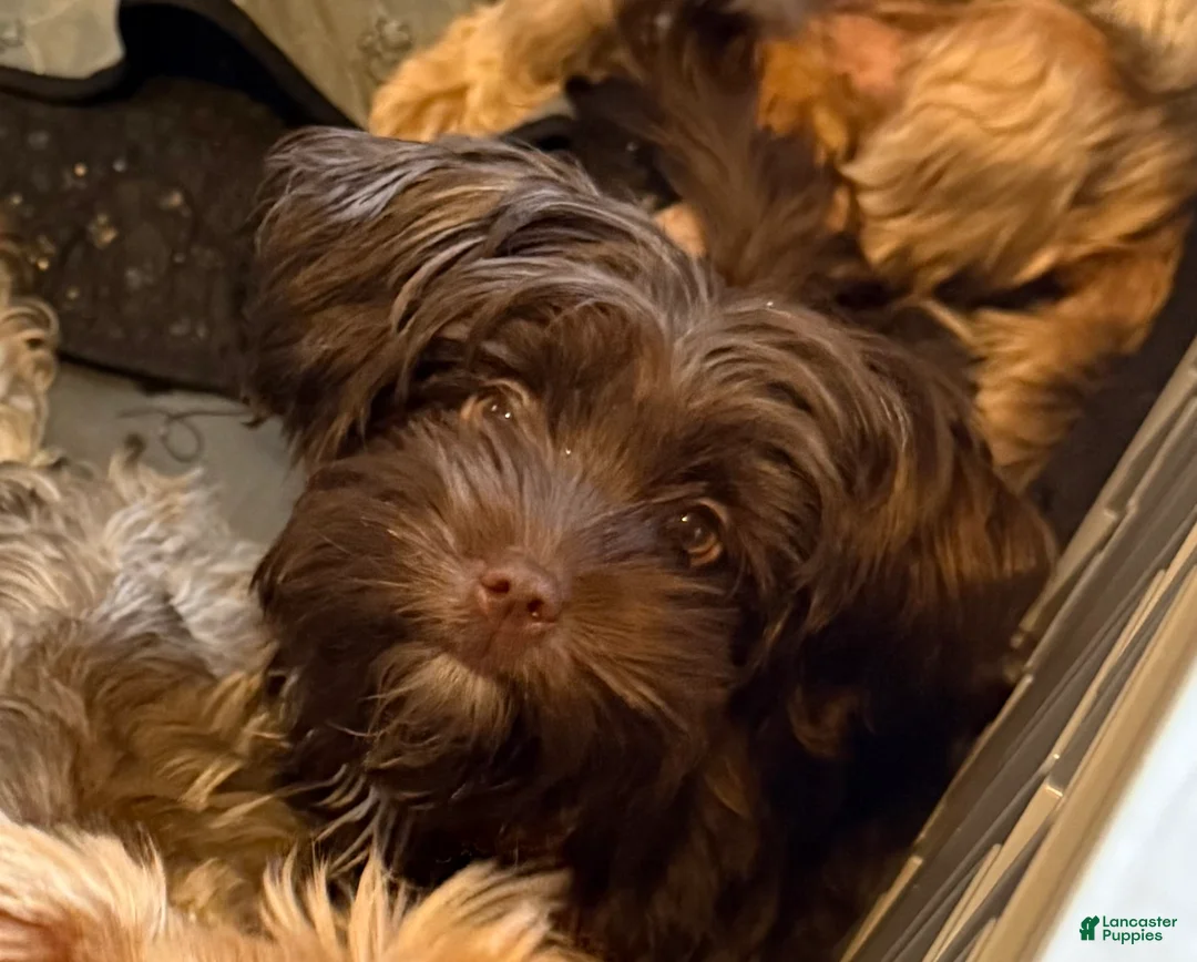 Yorkshire Terrier dogs for sale: Mozi - Ad 1