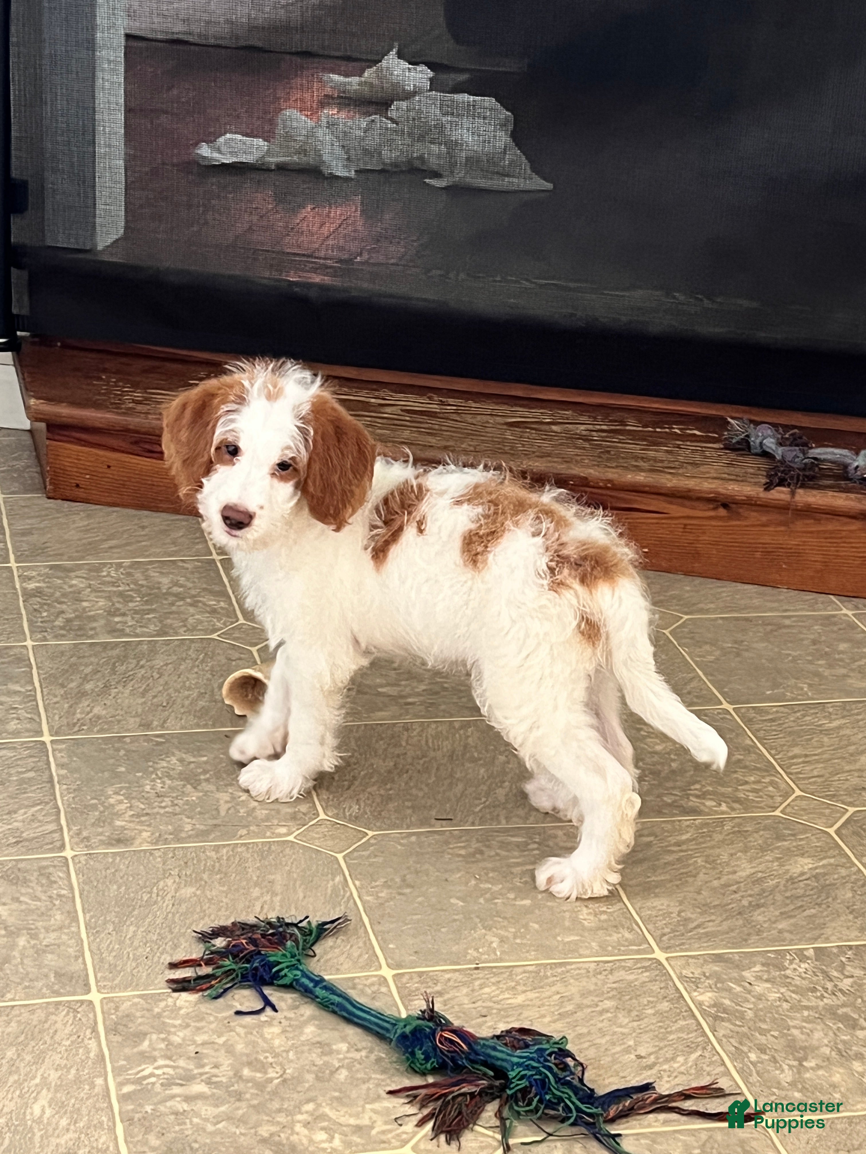 Miniature Labradoodle dogs for sale: Dallas  - Ad 1