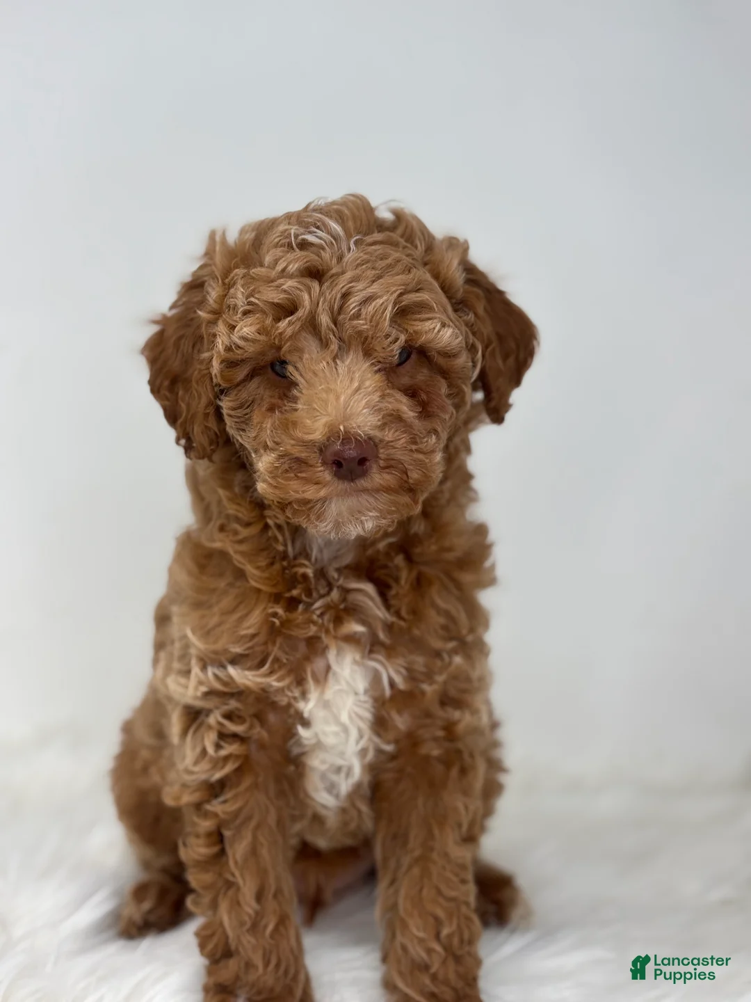 Miniature Poodle dogs for sale: Marion - Ad 1