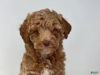 Miniature Poodle dogs Marion - Ad 4