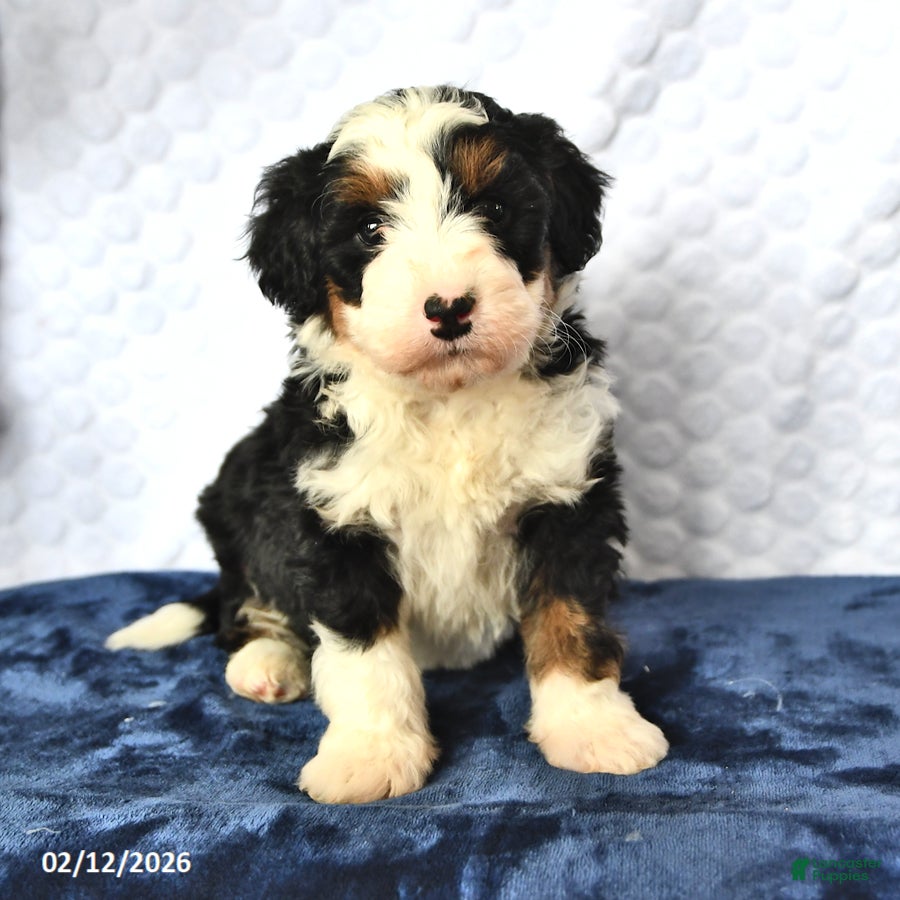 Mini Bernedoodle dogs Diamond - Ad 19