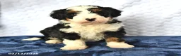 Mini Bernedoodle dogs for sale: Diamond - Ad 1