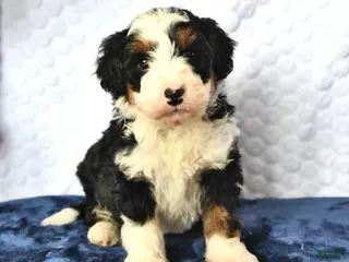 Mini Bernedoodle dogs Diamond - Ad 19