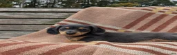 Miniature Dachshund dogs for sale: Autumn - Ad 5