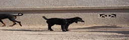 Mixed Breed dogs for sale: Toes M Black - Ad 3